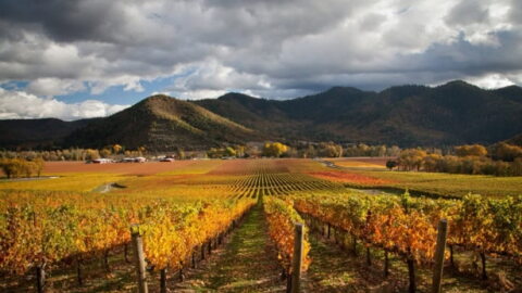 A vineyard in the Rogue Valley of southern Oregon.