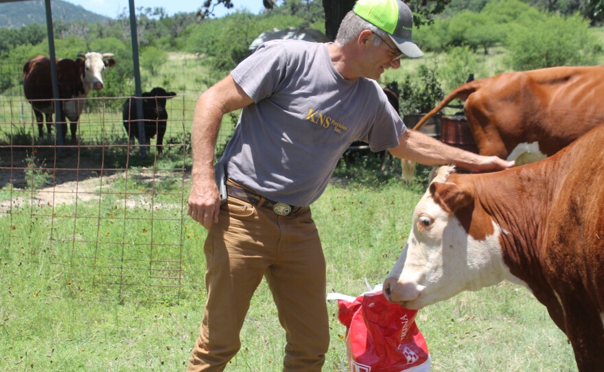 Rancher Charles Blackwell feeds his cows.