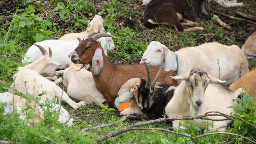 A pile of sleeping goats on the hill.