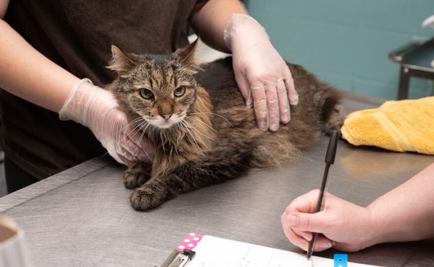 One of the cats rescued by HSHV from hoarding houses.
