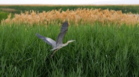 A bird flies over green grasses.