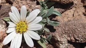 Townsendia Hookeria (Easter Daisy)