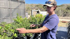 Restoration ecologist Michelle Gados at Santa Rosa Island’s native plant nursery.