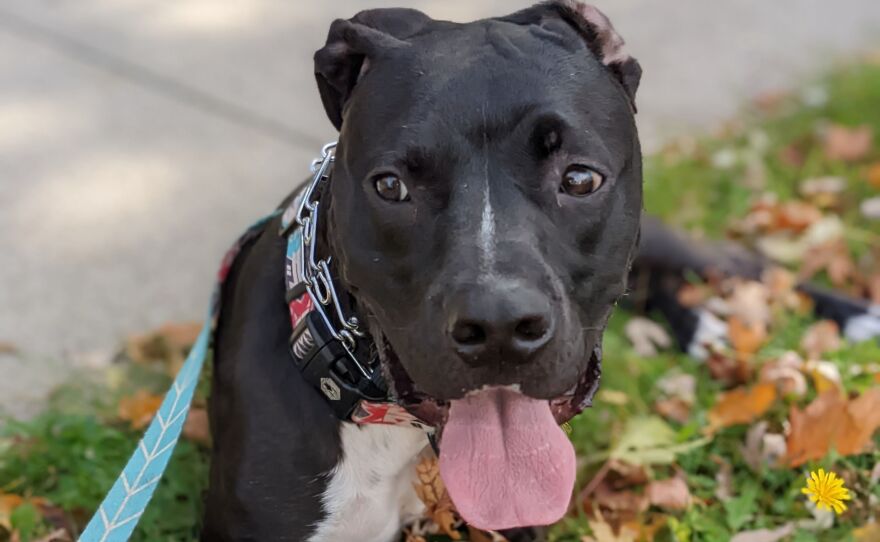 An adorable pitbull with 3 legs lays in the grass, his tongue hanging out