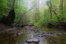 A photo of a rocky creek in central Kentucky. The creek runs down the middle of the screen vertically, with vibrant green trees on either side. The trees are reflected in the water. The water in the foreground is clear, and rocks can be seen beneath the surface.