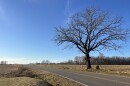 A large tree stands along rural road cutting through open fields 