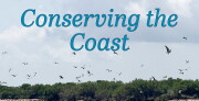 Birds fly above brush along a shoreline.