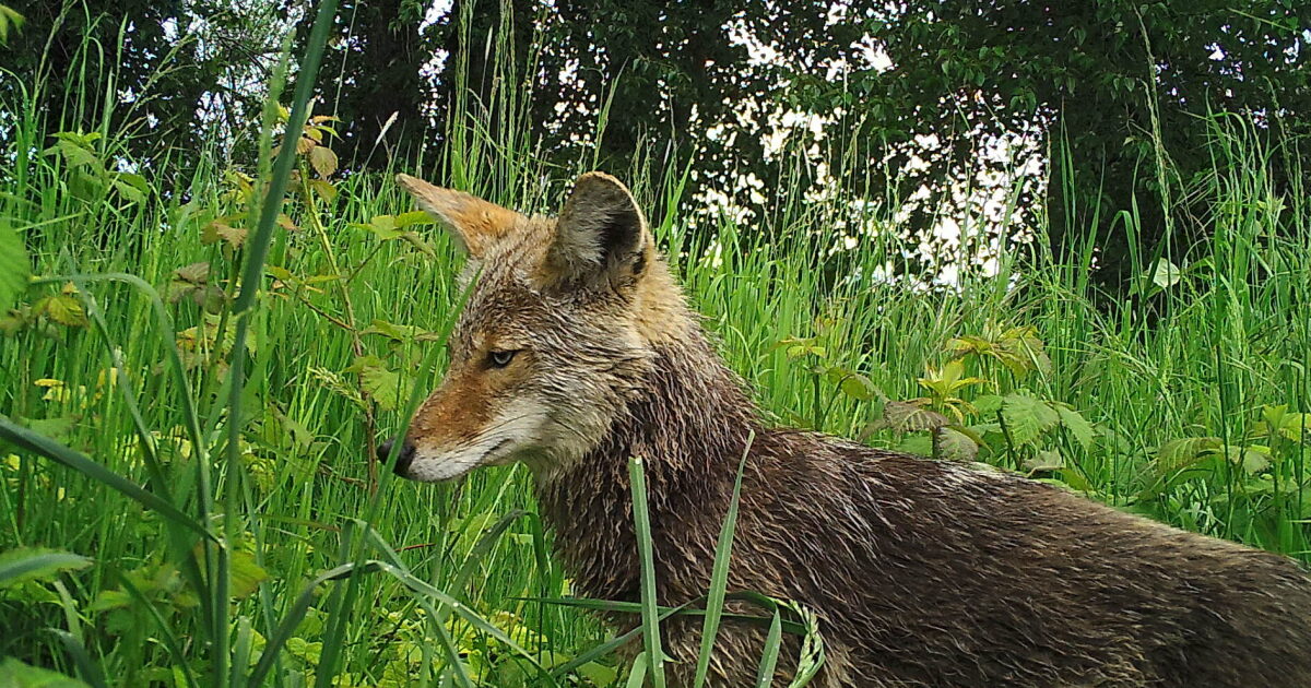 UW study suggests more coyotes are living in cities