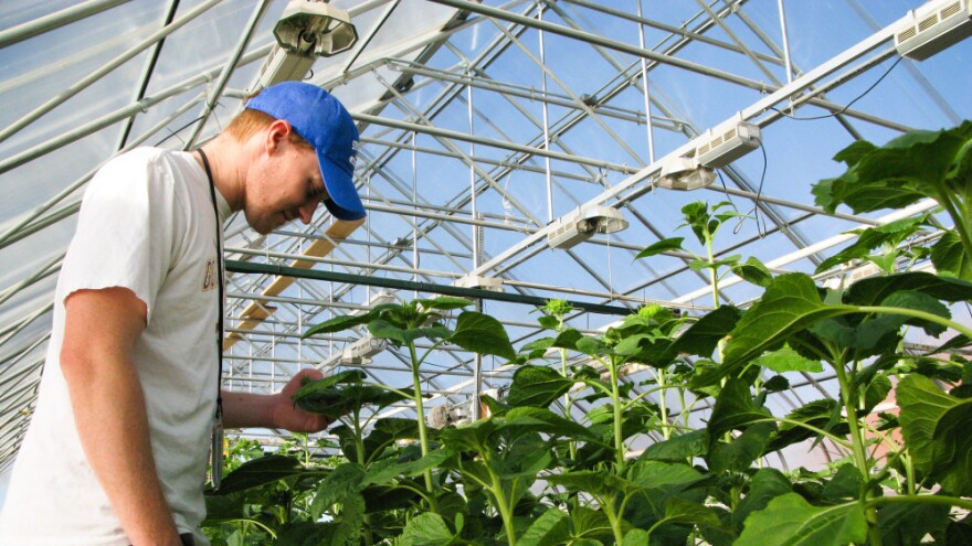 Brent Hulke, USDA's sunflower breeder, inspects his flowers in Fargo, ND.