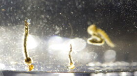 Wormlike tiny brownish mosquito larvae swim in a container of water.  