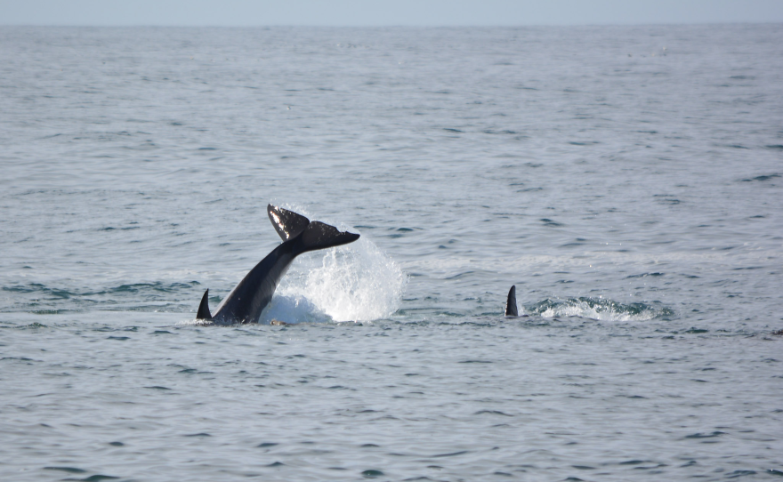 An orca throws it's tail out of the water while the fin of another orca slices through the surface.