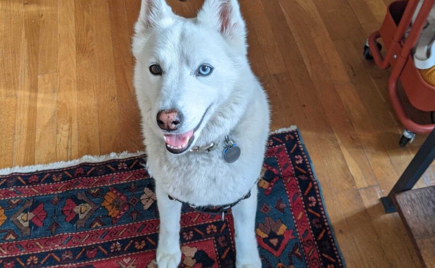 Ghost likes her pineapple toy and sniffing open-window smells. She does not stand for nonsense.