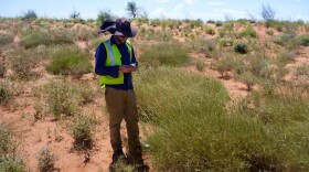 Ben Anderson collects grass samples in Western Australia. Spinifex tastes to some like salt and vinegar chips — but it's so hard and spiky that scientists say collecting samples can be painful.