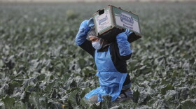 A farmworker carries a box of broccoli in a field on Jan. 22, 2021 in Calexico, California. (Sandy Huffaker/Getty Images)