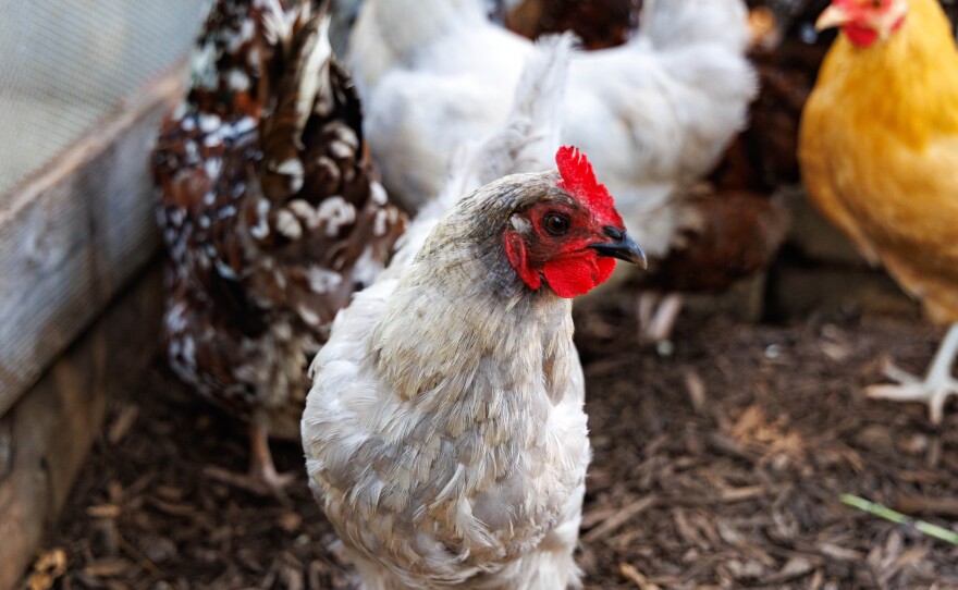 A white and gray chicken in a chicken coop.