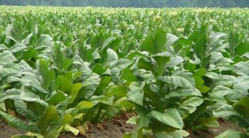 Photo: A tobacco farm in Eastern North Carolina