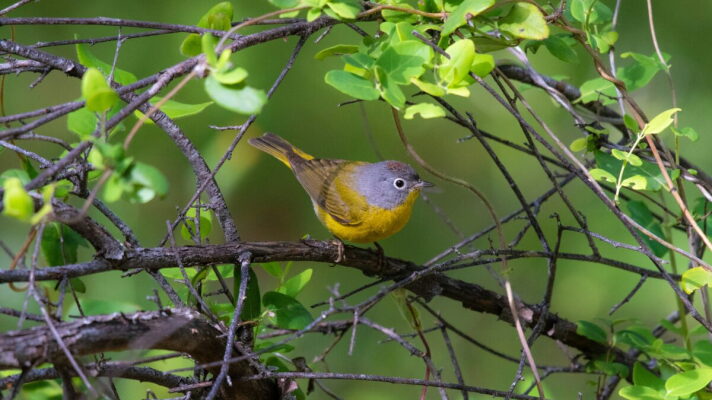 The Nashville Warbler is a songbird that migrates through Tennessee in between Mexico and Canada.