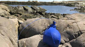 In this Thursday, April 25, 2019 photo, a balloon sits tangled on the rocky coast after washing ashore in Biddeford Pool, Maine. Bills are pending in a growing number of states to ban the feel-good tradition of releasing helium-filled balloons at events, since they have the unintended consequence of spoiling the environment and threatening wildlife.