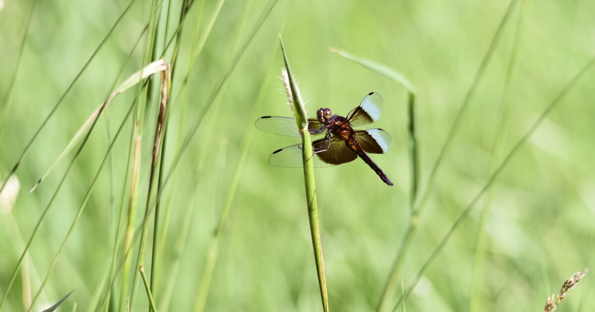 Widow skimmers feast on flying insects