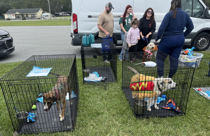 Muffin ( left) and Miss Kenya (right) were among the dogs available for adoption on Saturday, Oct. 17, 2026. (Arjun Mendiratta/WUFT News)