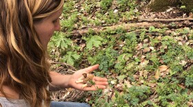 Rose Harding led us to two patches of Morels in the Hoosier National Forest, where we collected 3 varieties of Morels: half free, yellow and gray.