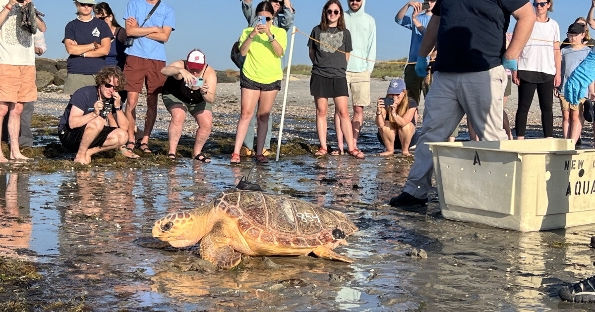 17 Endangered Sea Turtles Released Back to Ocean