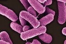 A Pennsylvania woman developed a urinary tract infection cased by <em>Escherichia coli</em> bacteria that were found to be resistant to colistin, an antibiotic that is seen as the last line of defense.