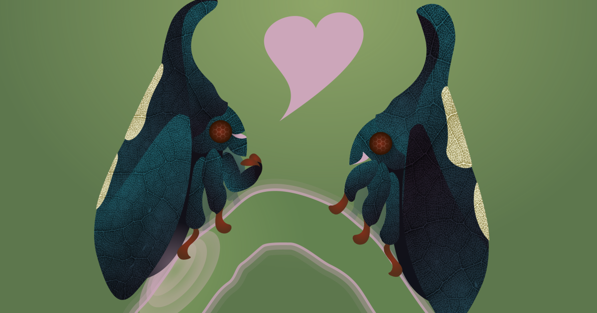 Meet the Thorny Missouri Bug: How This Surprising Insect is Changing Survival Strategies in a Warming World Meet the Thorny Missouri Bug: How This Surprising Insect is Changing Survival Strategies in a Warming World