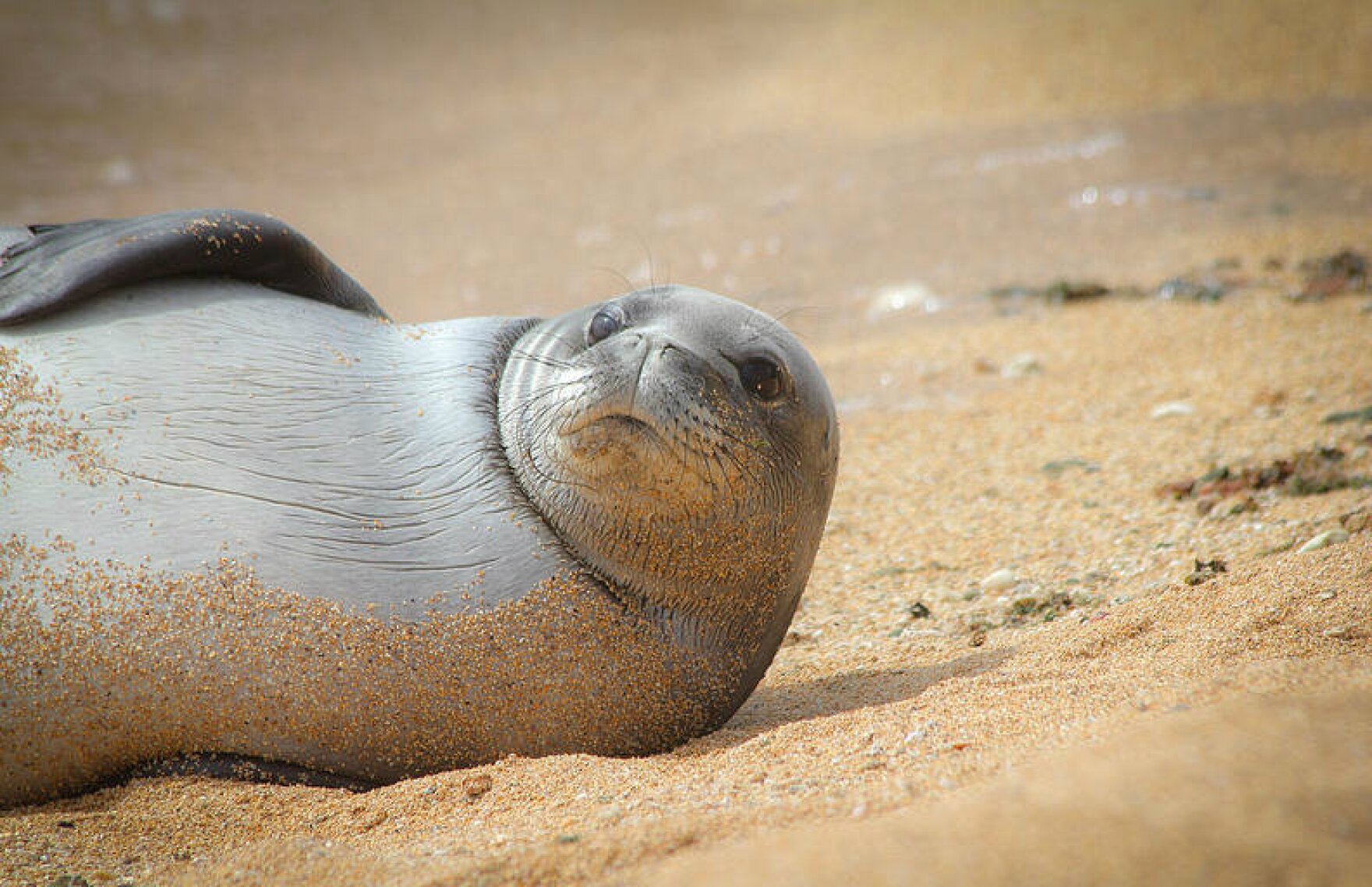 Hawaiian Monk Seal Population On The Rise Hawai'i Public Radio