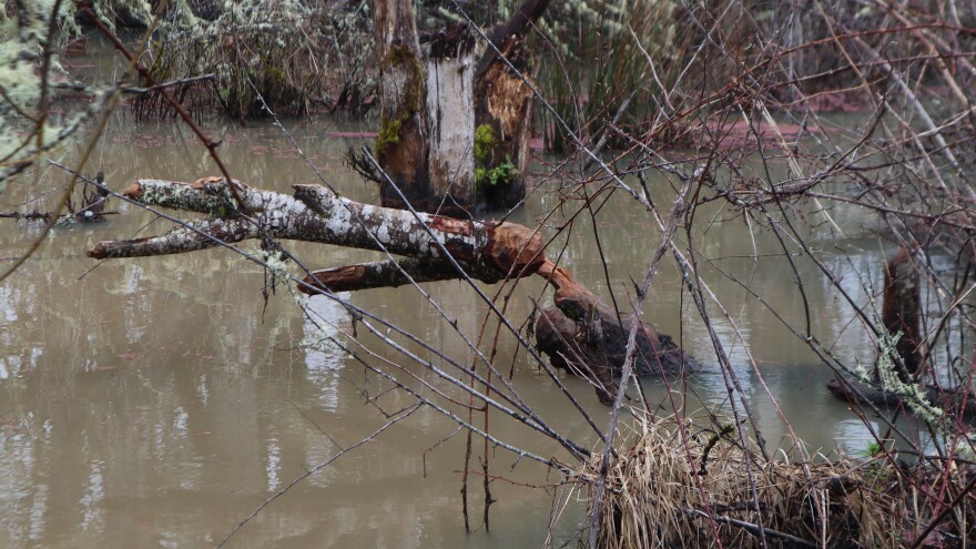 This March 13, 2026 photo show one of many trees in the pond along Mulkey Creek that have been gnawed by beavers. The animals eat the cambium, a layer of soft inner bark.