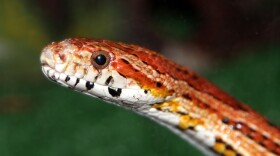 The Corn Snake eats small birds and mammals.