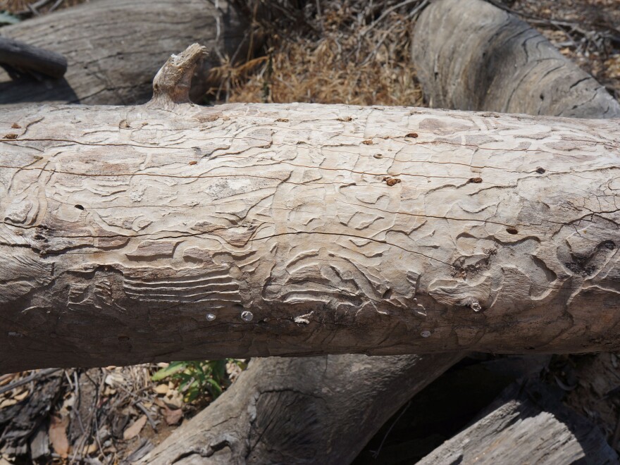 Timothy Paine points out a eucalyptus tree killed by an onslaught of longhorned borers. The beetles bore deep into the tree and feed on the wood.