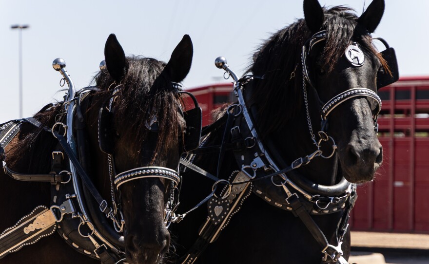 As part of the May 7 protest, a horse-drawn funeral carriage carried an urn and stacks of books.