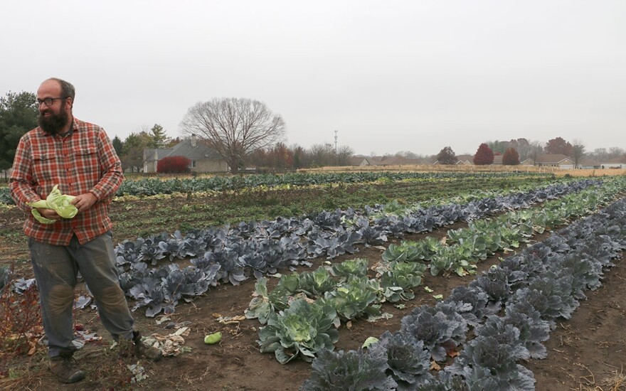 Sola Gratia farm manager John Williams pulls leaves from a cabbage while standing in the farm’s last rows of outdoor leafy greens for the season.