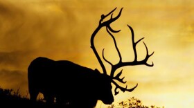 From “A Call from the Wild” - a documentary from Norway to be screened at the 2025 Lookout Wild Film Festival in Chattanooga.