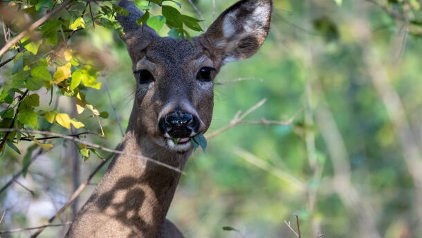 A white-tailed deer in the woods.