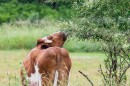 The mission of Barn Sanctuary in Chelsea, Michigan is to rescue farmed animals and inspire people to "embrace a plant-based lifestyle."