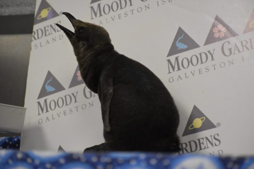 Moody Gardens staff debuted a newly hatched king penguin chick on Feb. 12, 2026.