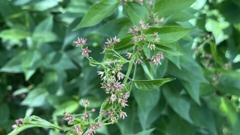 If you believe you have found pale swallow-wort, please report it to Invasive.Species@wisconsin.gov.
