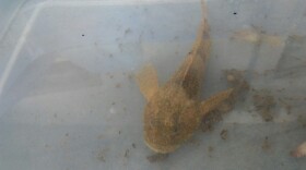 A Mottled sculpin caught in Indiana's Blue River in July 2018. The DNR says sculpin species were some of the fish with the largest number of deaths due to the spill.