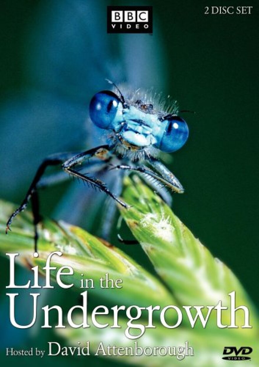life_in_the_undergrowth.jpg