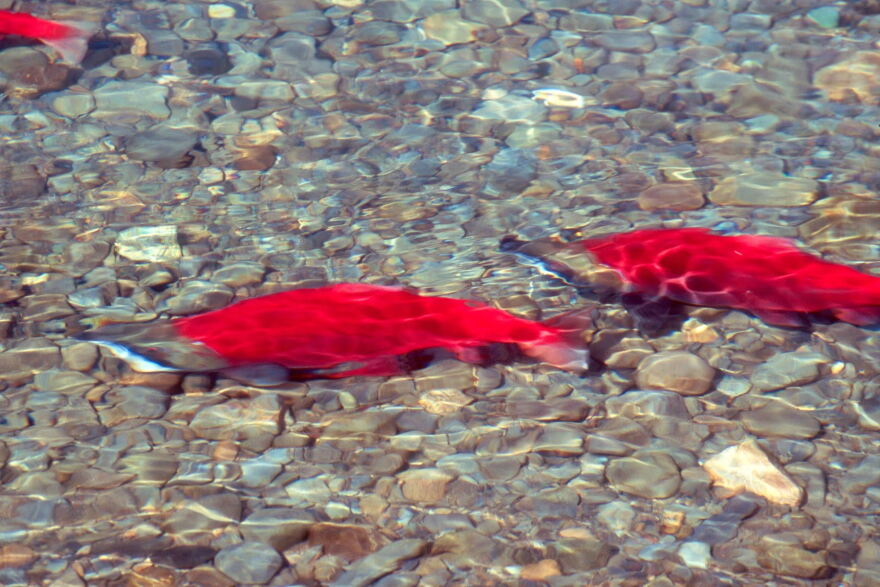 Today on Fish Talk we’re talking about the significance of salmon in Yup’ik culture since the first salmon opening is just around the corner on Monday, June 12. 