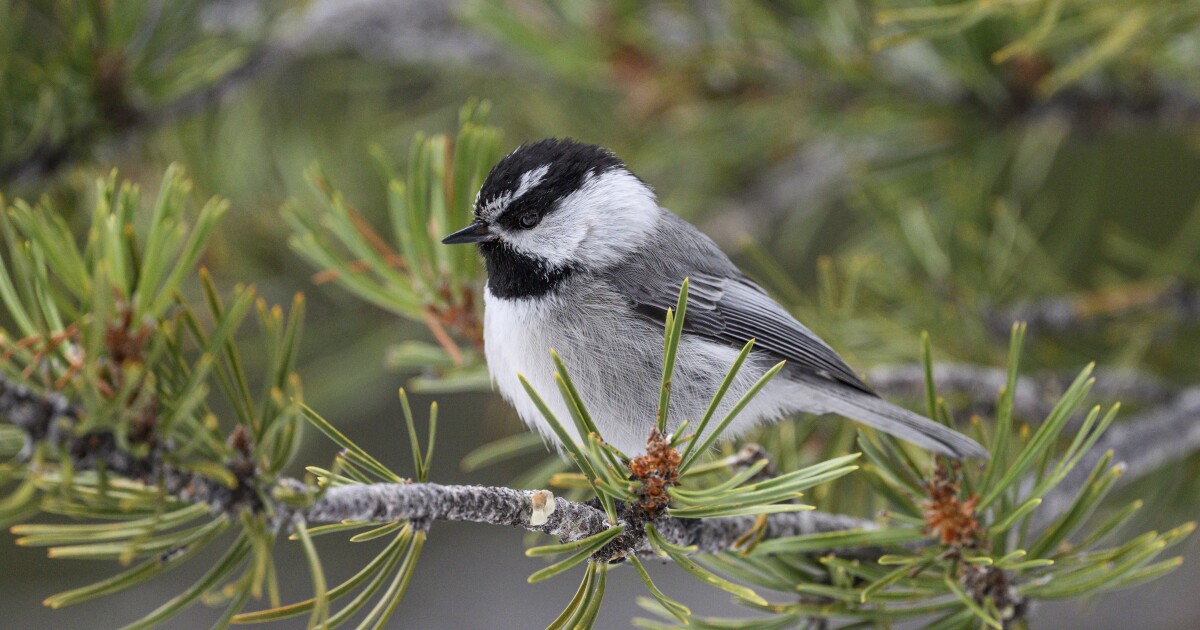 The secret love lives of Mountain Chickadees exposed