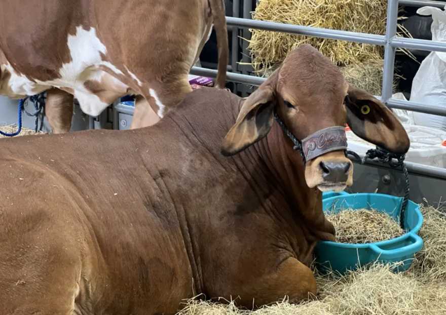 A cattle head at the Houston Livestock Show and Rodeo on March 9, 2026.