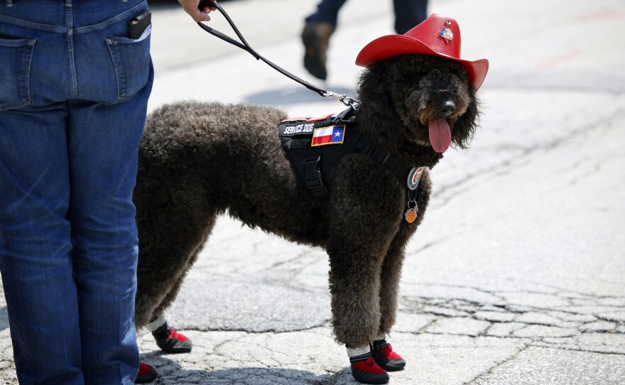 A service dog from Texas wears a red cowboy hat during the Republican National Convention in Milwaukee, Wis., Tuesday, July 16, 2024.