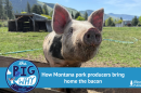The Pig Why: How Montana pork producers bring home the bacon
