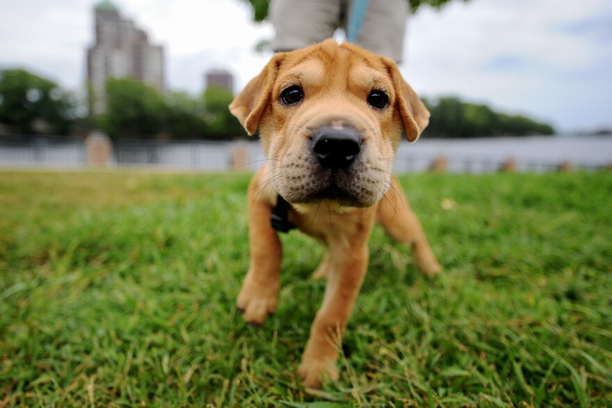 Ten years ago, Connecticut passed “Desmond’s Law” a landmark animal welfare bill that allows attorneys to advocate for animals involved in abuse.