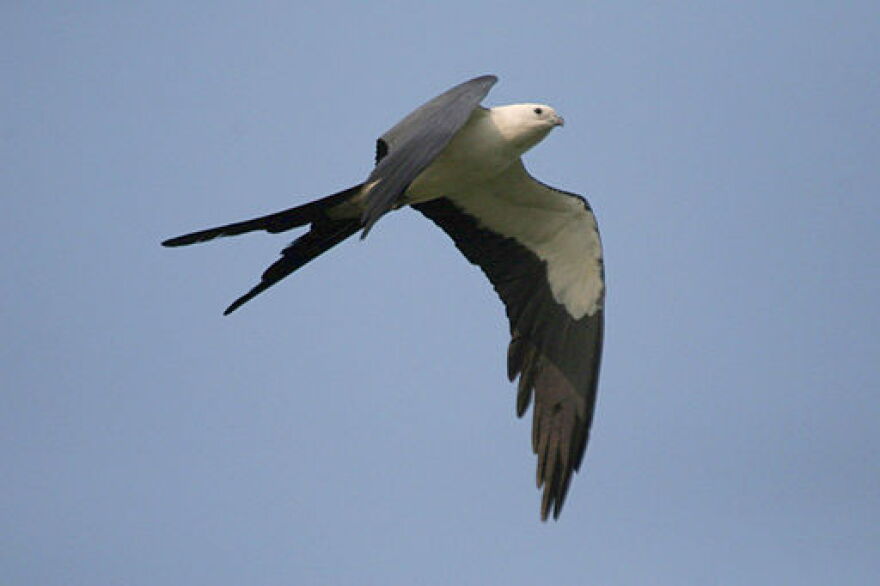 A Swallow Tailed Kite