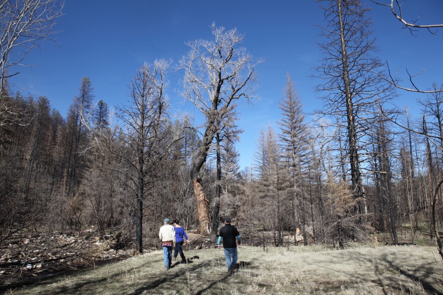 Carol Litherland, Antonia Roybal-Mack and Diego Rivera walk in forests burned by the Hermit's Peack/Calf Canyon fire of 2022