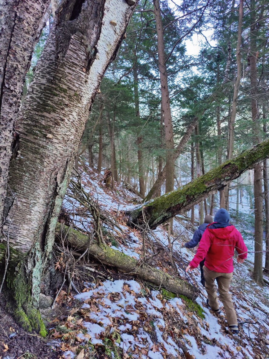 Murielle Garabrino and Bri Jasinski survey hemlocks along steep hillside at Crystal Downs Country Club. (Photo: Patrick Shea / Interlochen Public Radio.)